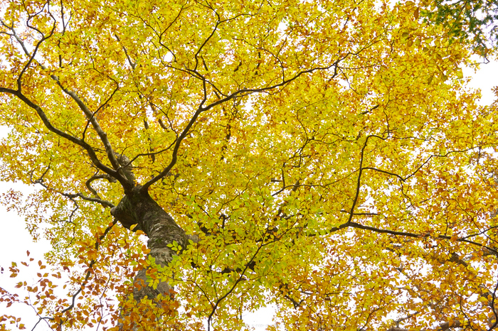 大台ヶ原,紅葉(P1070805,25 mm,F5.6,iso200)2015yaotomi_.jpg