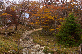 大台ヶ原,紅葉(P1070850,25 mm,F5.6,iso200)2015yaotomi_.jpg