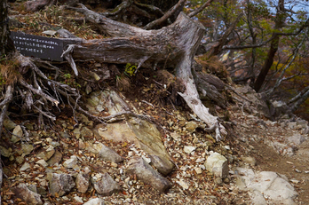 大台ヶ原,紅葉(P1070859,25 mm,F1.7,iso200)2015yaotomi_.jpg