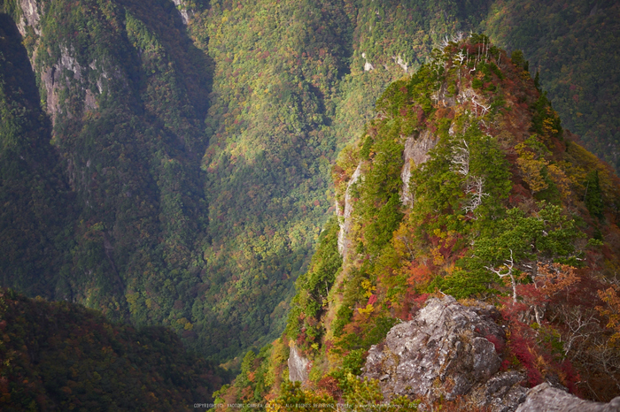 大台ヶ原,紅葉(P1070893,25 mm,F1.7,iso200)2015yaotomi_.jpg