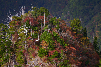 大台ヶ原,紅葉(P1070903,144 mm,F5.6,iso200)2015yaotomi_a.jpg