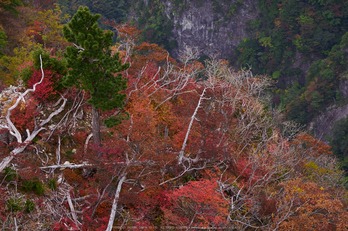 大台ヶ原,紅葉(P1070955,82 mm,F5,iso200)2015yaotomi_.jpg