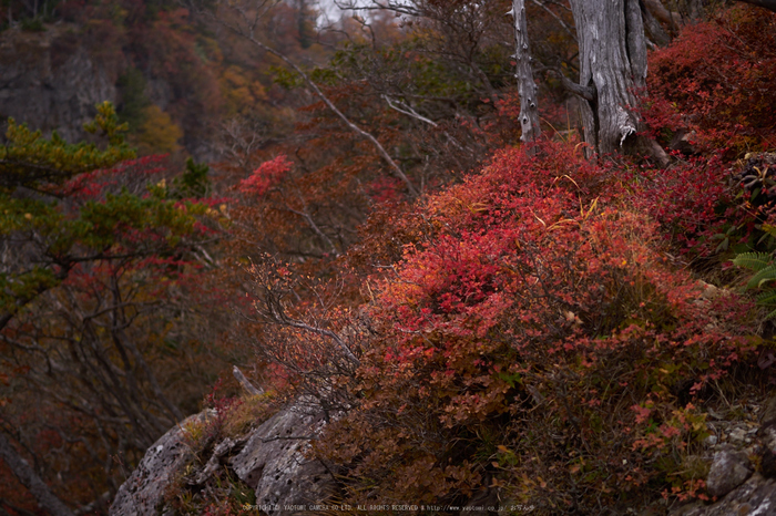 大台ヶ原,紅葉(P1070972,25 mm,F1.7,iso200)2015yaotomi_.jpg