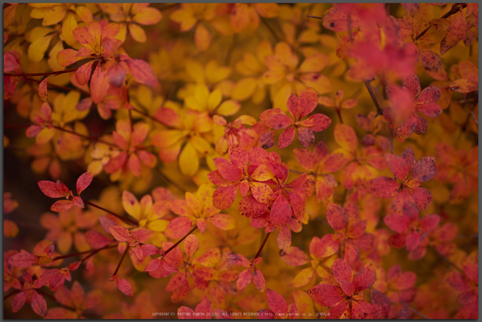 大台ヶ原,紅葉(P1070982,25-mm,F2,iso200)2015yaotomi_T.jpg