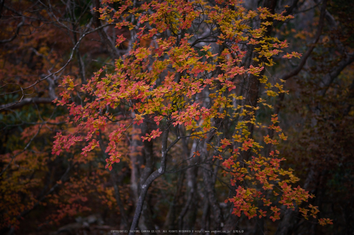 大台ヶ原,紅葉(P1070985,25 mm,F1.7,iso200)2015yaotomi_.jpg