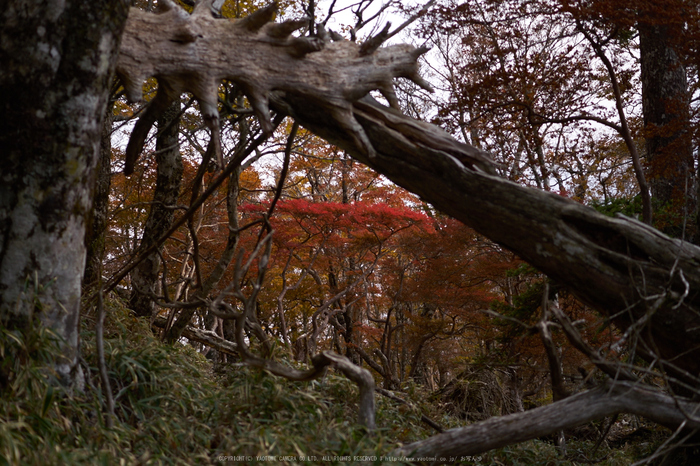 大台ヶ原,紅葉(P1080006,25 mm,F1.7,iso200)2015yaotomi_.jpg