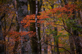 大台ヶ原,紅葉(P1080009,175 mm,F5.6,iso200)2015yaotomi_ 1.jpg