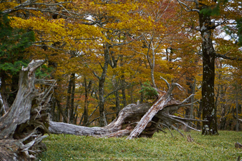 大台ヶ原,紅葉(P1080021,43 mm,F1.7,iso200)2015yaotomi_.jpg