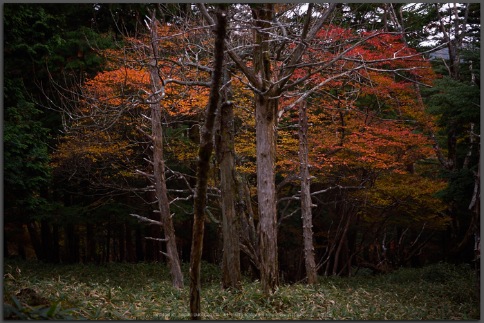 大台ヶ原,紅葉(P1080032,25-mm,F1.7,iso200)2015yaotomi_T.jpg