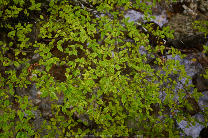 大台ヶ原,紅葉(P1080059,25 mm,F1.7,iso200)2015yaotomi_.jpg