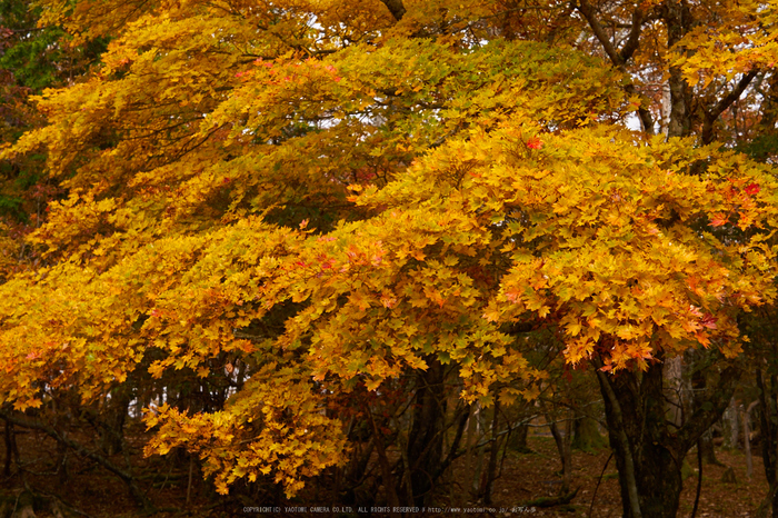 大台ヶ原,紅葉(P1080108,25 mm,F4,iso200)2015yaotomi_ 1.jpg