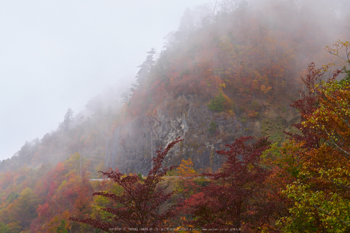 大台ヶ原,紅葉(P1080110,25 mm,F3.5,iso200)2015yaotomi_ 1.jpg