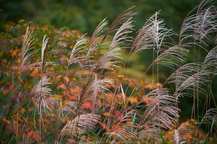 行者還,紅葉(DSCF4655,140 mm,F3.2,iso200)2015yaotomi_.jpg