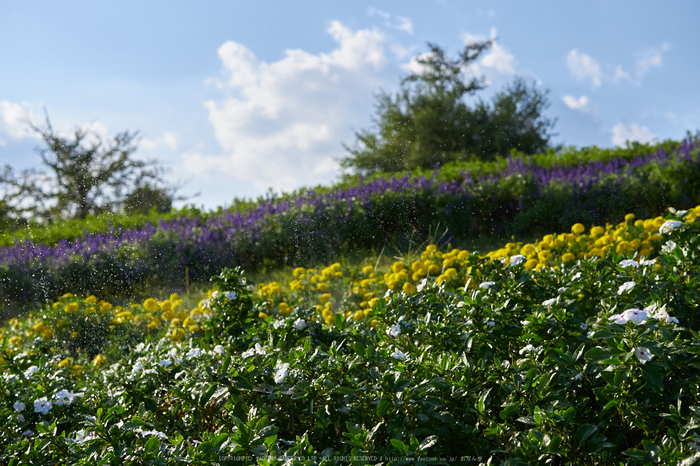 馬見丘陵公園(P1070446,25-mm)2015yaotomi_a.jpg