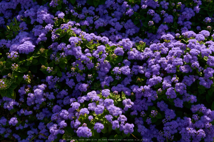 馬見丘陵公園,花フェスタ(P1070474,25 mm,F4.5,iso200)2015yaotomi_.jpg