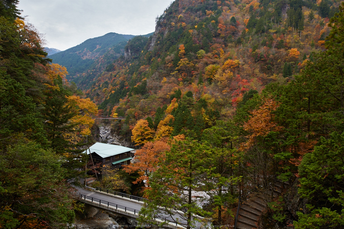 みたらい渓谷,紅葉(IMG_8661,20 mm,F7.1,iso100)2015yaotomi_.jpg