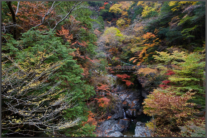 みたらい渓谷,紅葉(IMG_8674,20-mm,F7.1,iso200)2015yaotomi_T.jpg