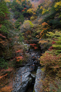 みたらい渓谷,紅葉(IMG_8680,20 mm,F6.3,iso125)2015yaotomi_ 1.jpg