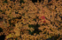 みたらい渓谷,紅葉(IMG_8697,85 mm,F2.8,iso100)2015yaotomi_ 1.jpg