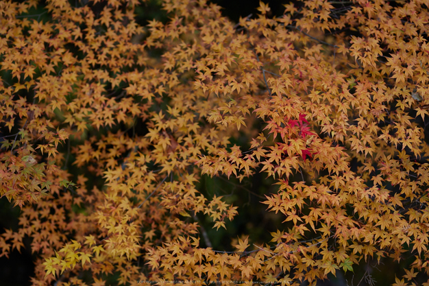 みたらい渓谷,紅葉(IMG_8697,85 mm,F2.8,iso100)2015yaotomi_.jpg