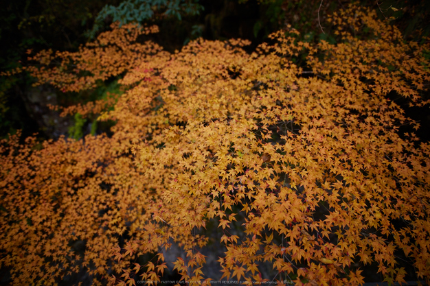 みたらい渓谷,紅葉(IMG_8702,20 mm,F1.4,iso100)2015yaotomi_.jpg