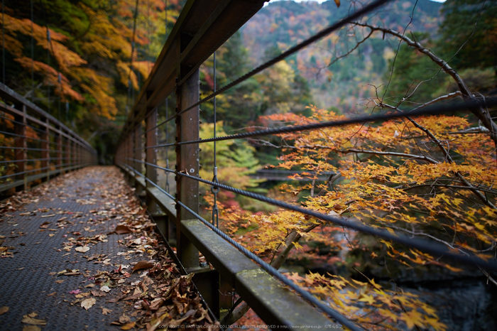 みたらい渓谷,紅葉(IMG_8708,20 mm,F1.4,iso100)2015yaotomi_.jpg