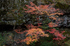 みたらい渓谷,紅葉(IMG_8727,85 mm,F5,iso250)2015yaotomi_ 1.jpg