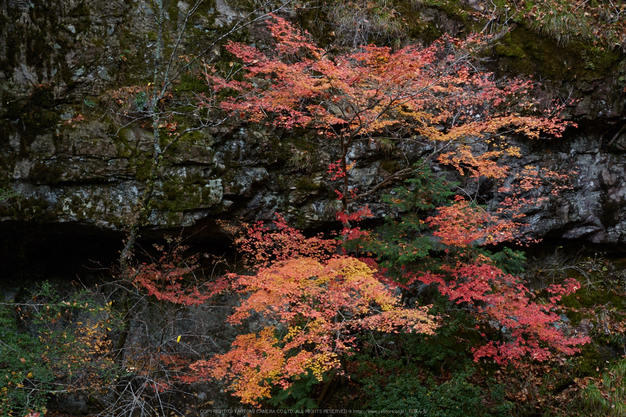 みたらい渓谷,紅葉(IMG_8727,85 mm,F5,iso250)2015yaotomi_.jpg