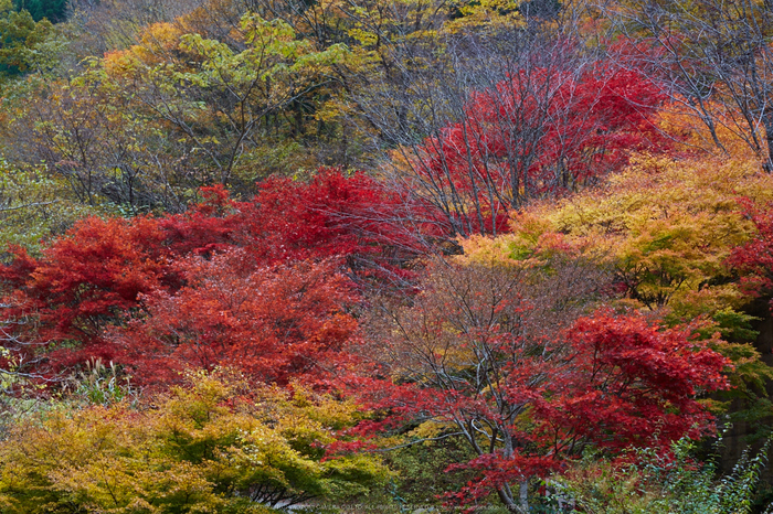 みたらい渓谷,紅葉(IMG_8732,85 mm,F6.3,iso200)2015yaotomi_.jpg