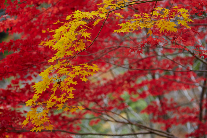 みたらい渓谷,紅葉(IMG_8735,85 mm,F2.2,iso100)2015yaotomi_.jpg