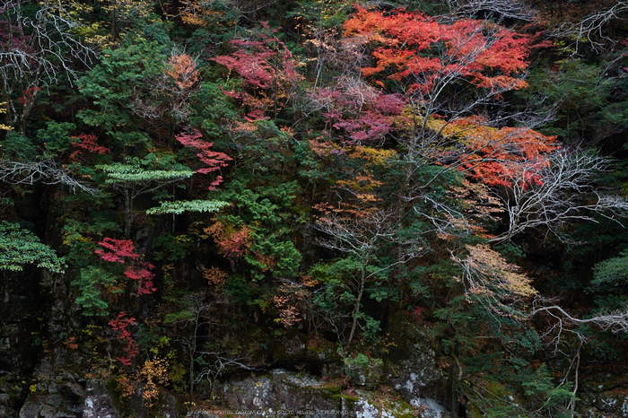 みたらい渓谷,紅葉(IMG_8744,50 mm,F6.3,iso500)2015yaotomi_ 1.jpg