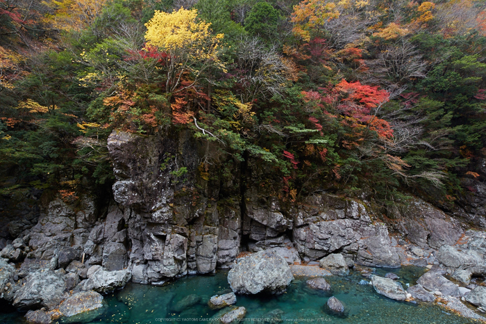 みたらい渓谷,紅葉(IMG_8756,20 mm,F6.3,iso250)2015yaotomi_.jpg