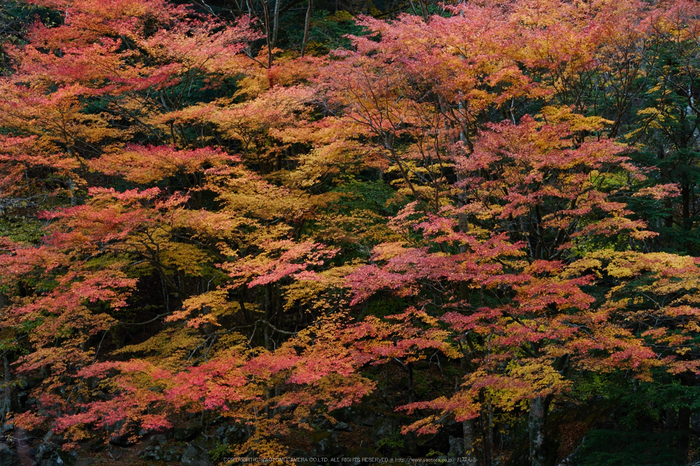 みたらい渓谷,紅葉(IMG_8765,85 mm,F3.2,iso100)2015yaotomi_.jpg