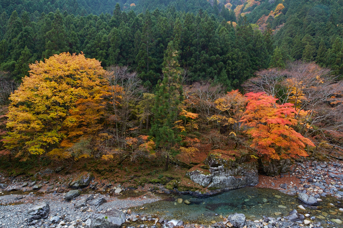 みたらい渓谷,紅葉(IMG_8780,20 mm,F8,iso160)2015yaotomi_.jpg