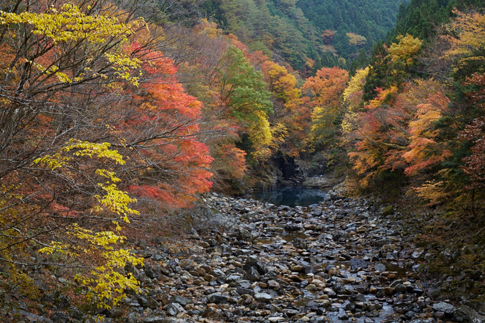 みたらい渓谷,紅葉(IMG_8789,50 mm,F8,iso160)2015yaotomi_.jpg