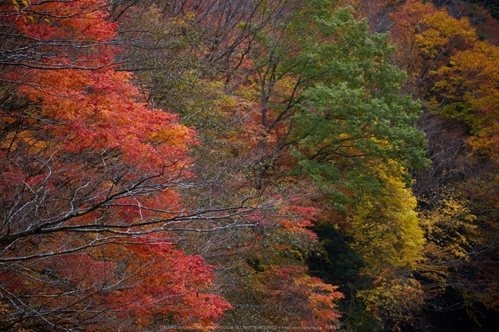 みたらい渓谷,紅葉(IMG_8795,150 mm,F5,iso100)2015yaotomi_.jpg