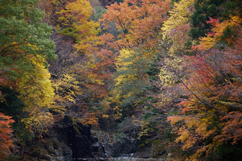 みたらい渓谷,紅葉(IMG_8796,150 mm,F5,iso250)2015yaotomi_.jpg