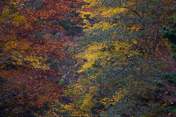 みたらい渓谷,紅葉(IMG_8799,600 mm,F6.3,iso800)2015yaotomi_.jpg