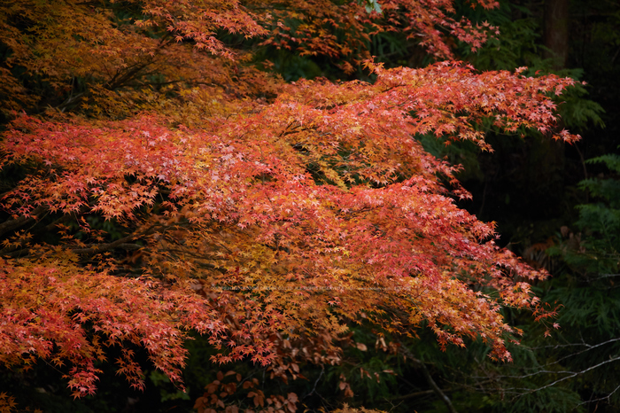 みたらい渓谷,紅葉(IMG_8803,600 mm,F6.3,iso1250)2015yaotomi_.jpg