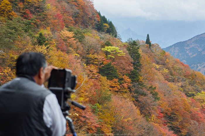 ナメゴ谷,紅葉(IMG_8951,85 mm,F4.5,iso100)2015yaotomi_.jpg