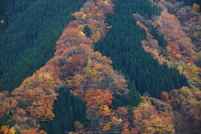 ナメゴ谷,紅葉(IMG_8968,168 mm,F7.1,iso250)2015yaotomi_.jpg