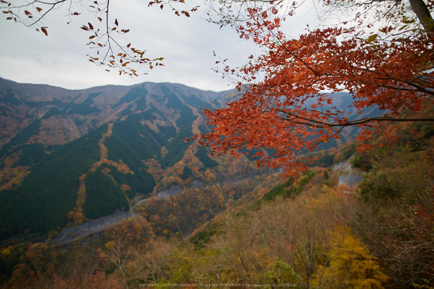 ナメゴ谷,紅葉(IMG_8989,20 mm,F1.6,iso100)2015yaotomi_.jpg