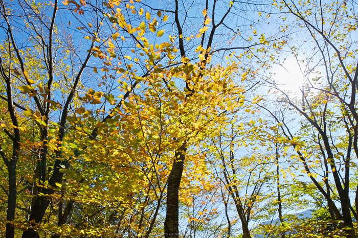 上北山,西原,紅葉(IMG_8421,20 mm,F7.1,iso100)2015yaotomi_.jpg