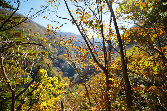 上北山,西原,紅葉(IMG_8476,20 mm,F1.4,iso100)2015yaotomi_.jpg