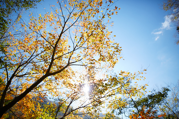 上北山,西原,紅葉(IMG_8482,20 mm,F1.4,iso100)2015yaotomi_.jpg