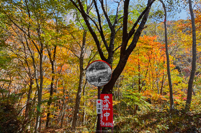 天ノ川渓谷,紅葉(IMG_8497,20 mm,F8,iso100)2015yaotomi_.jpg