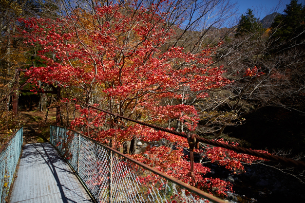 天ノ川渓谷,紅葉(IMG_8506,20 mm,F1.4,iso100)2015yaotomi_.jpg