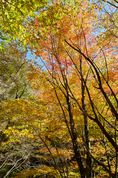 天ノ川渓谷,紅葉(IMG_8531f,20 mm,F7.1,100)2015yaotomi_.jpg