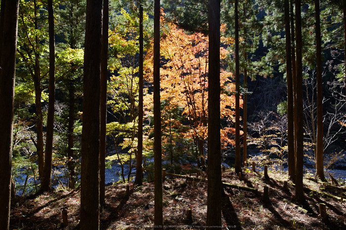 天ノ川渓谷,紅葉(IMG_8567,20 mm,F8,iso100)2015yaotomi_.jpg