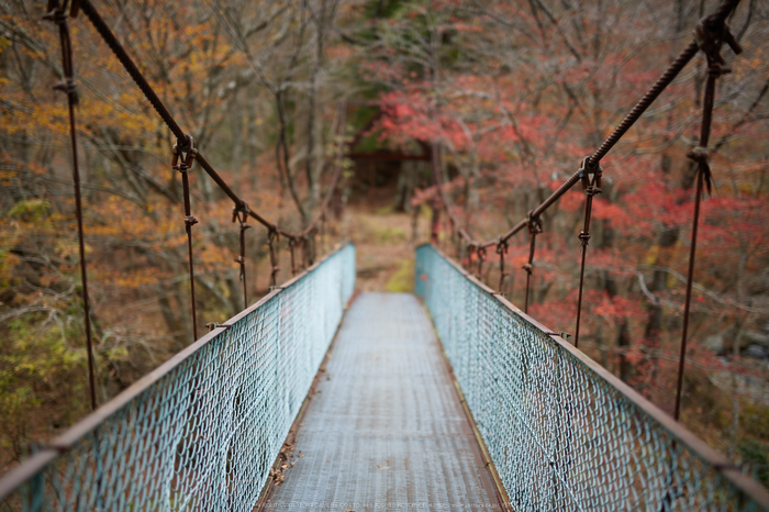 天川,布引谷,紅葉(IMG_8836,50 mm,F1.4,iso100)2015yaotomi_.jpg